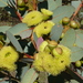 Bell-fruited Mallee - Photo (c) Dean Nicolle, some rights reserved (CC BY-NC), uploaded by Dean Nicolle