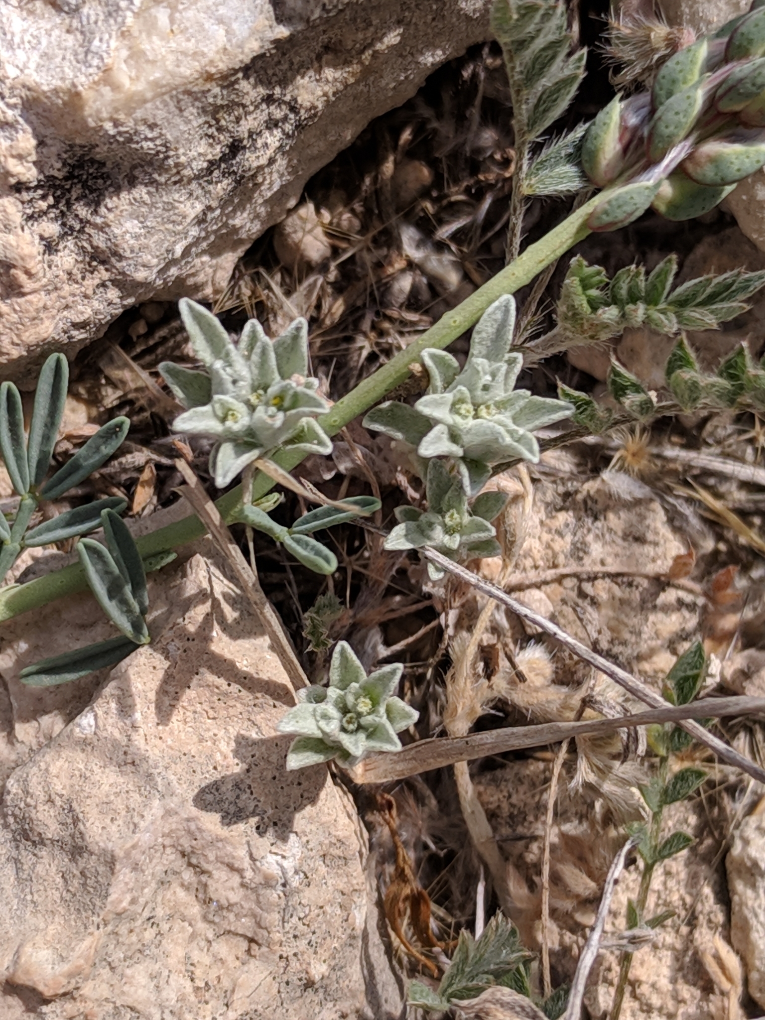 Diaperia prolifera var. barnebyi