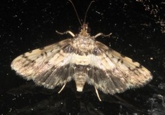 Nacoleia amphicedalis