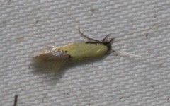 Opogona protodoxa