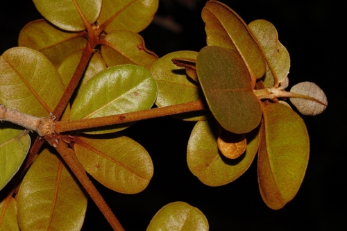 Vitellariopsis image
