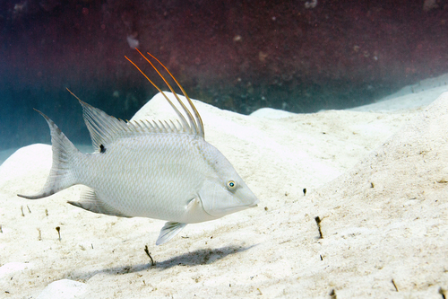Hogfish
