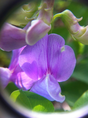 Lathyrus pauciflorus
