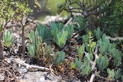 Kleinia galpinii, photograph 2