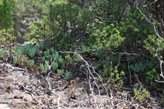 Kleinia galpinii, photograph (c) Tony Rebelo, some rights reserved (CC BY-SA)