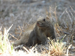 Callosciurus erythraeus