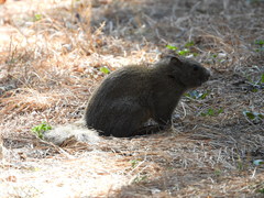 Callosciurus erythraeus