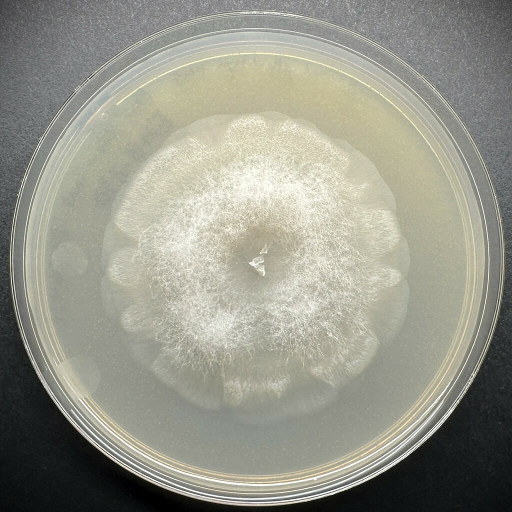 Entomortierella