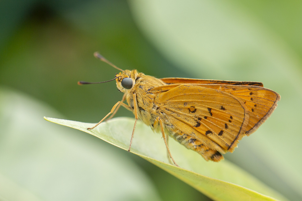 Yellow Palm Dart