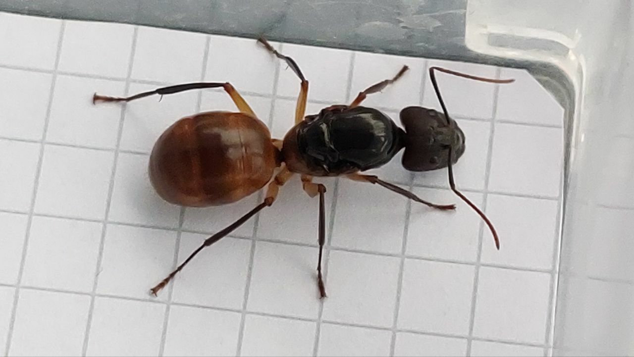 Camponotus festinus eximius