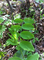 Lathyrus pauciflorus