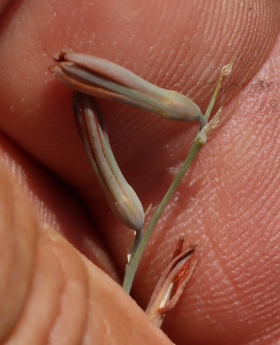 Dipcadi gracillimum