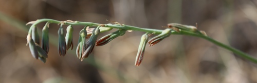 Bigtoe Daintybells (Dipcadi gracillimum)