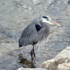Ardea herodias