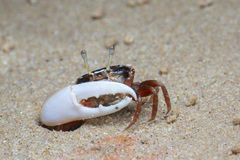 Austruca annulipes image