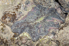 Stichodactyla gigantea