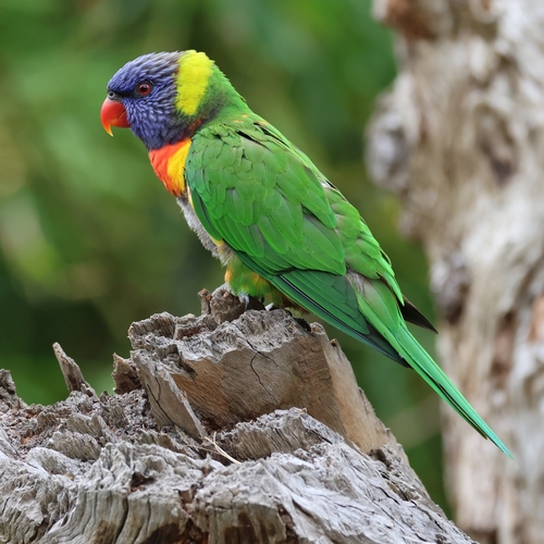 Rainbow Lorikeet, photo 7 of 10