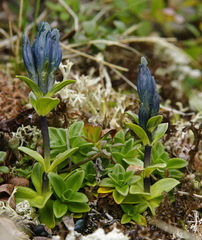 Gentiana glauca