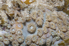 Duncanopsammia peltata