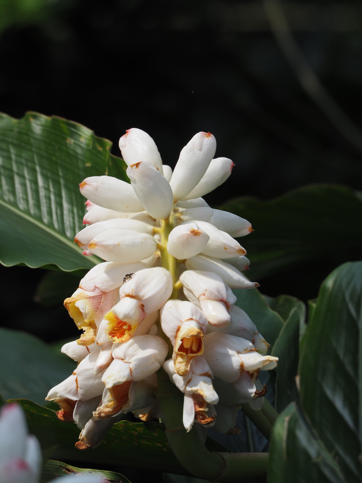 Alpinia uraiensis Hayata
