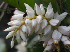 Alpinia uraiensis