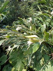 Alpinia uraiensis