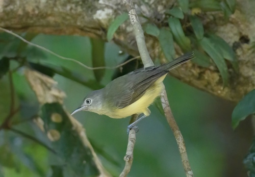 Green-backed Honeyeater (Glycichaera fallax), photo 10