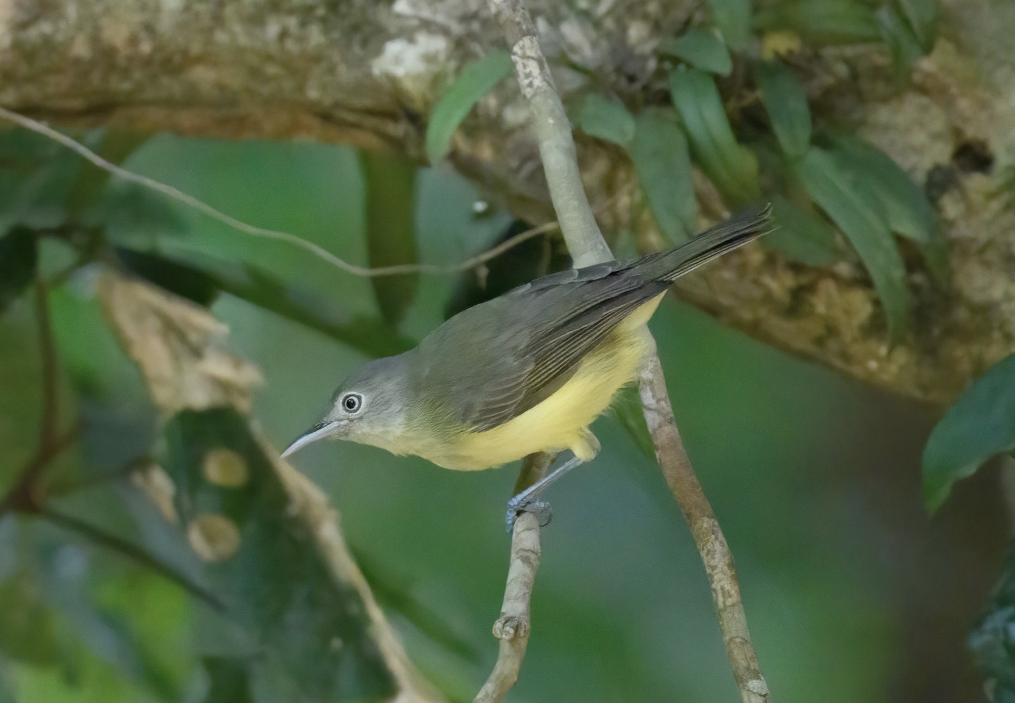 Green-backed Honeyeater (Glycichaera fallax), photo 3