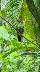 Pink-Throated Brilliant photo 4