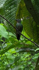 Pink-Throated Brilliant photo 5