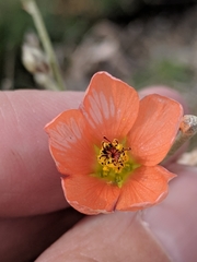 Sphaeralcea leptophylla