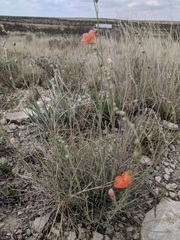 Sphaeralcea leptophylla