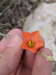 Sphaeralcea leptophylla
