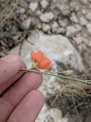 Sphaeralcea leptophylla