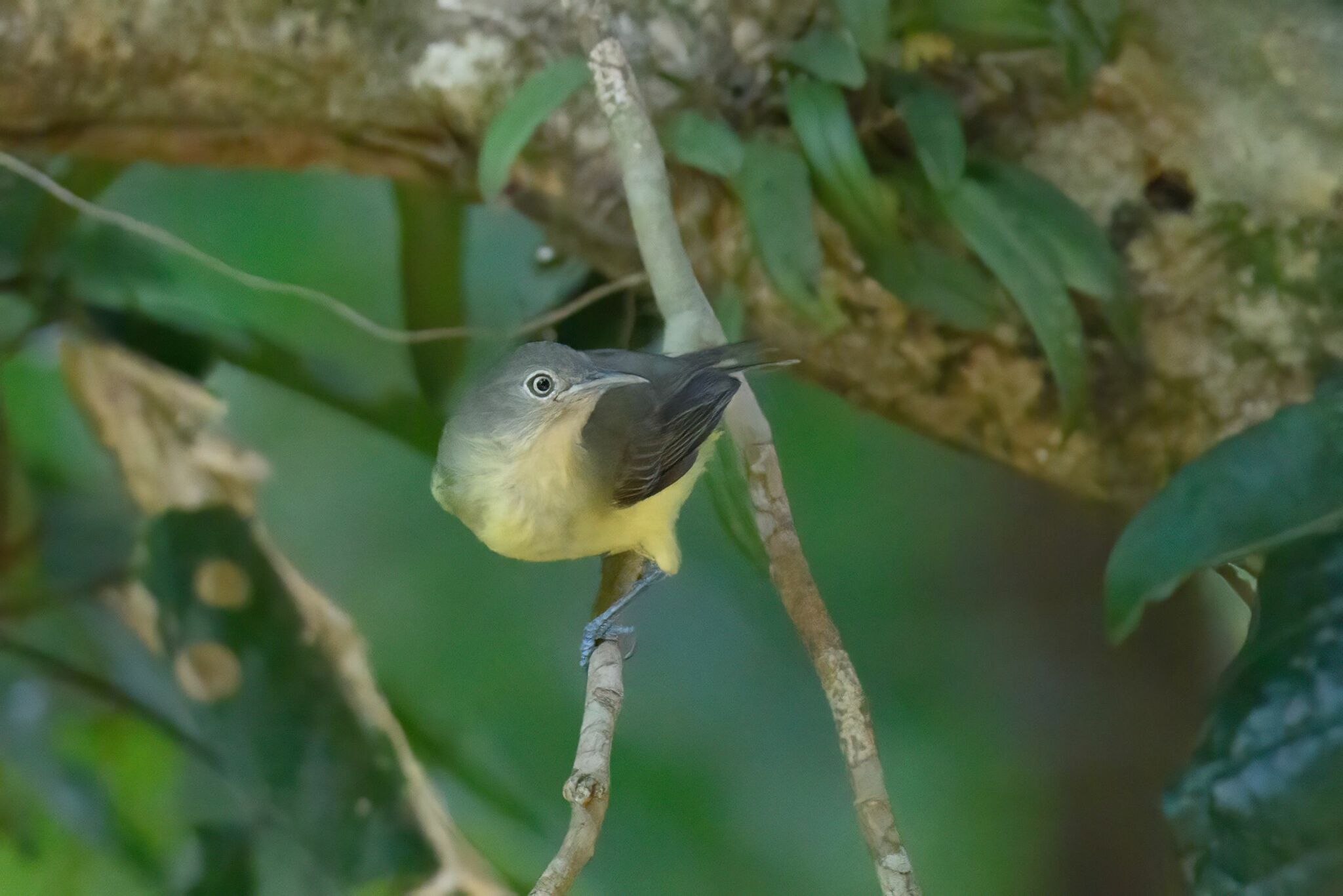 Green-backed Honeyeater (Glycichaera fallax), photo 4