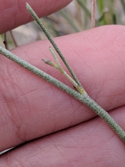 Sphaeralcea leptophylla