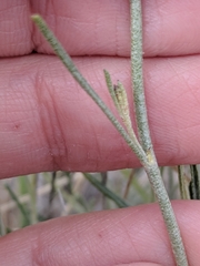 Sphaeralcea leptophylla