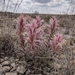 Downy Paintbrush - Photo (c) Alison Northup, some rights reserved (CC BY), uploaded by Alison Northup