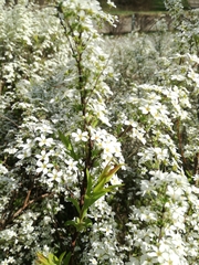 Spiraea