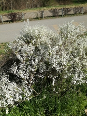 Spiraea