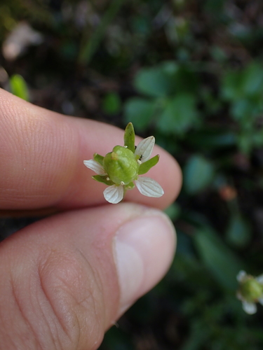 Image of Parnassia kotzebuei by no rights reserved