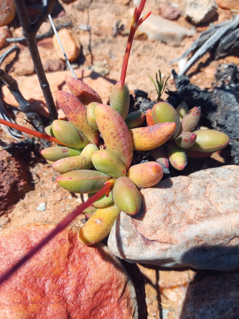 Crassula clavata from Cape Winelands District Municipality, South ...