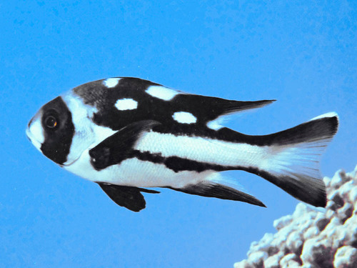 Black-and-white Snapper