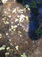 Nerodia fasciata confluens