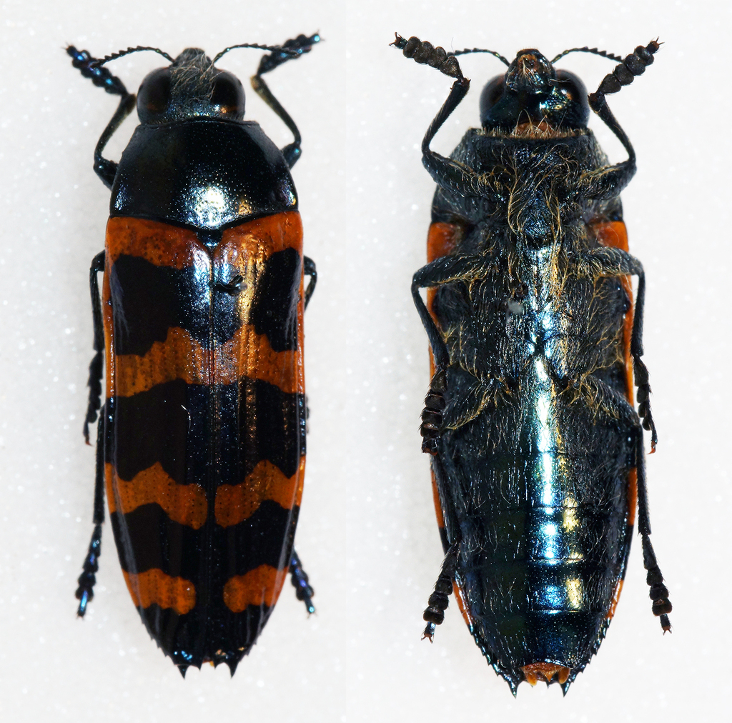 Conognatha reichardti
