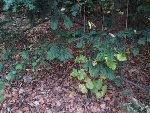 Crataegus nigra