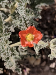 Sphaeralcea hastulata