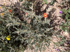 Sphaeralcea hastulata