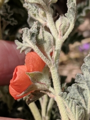 Sphaeralcea hastulata