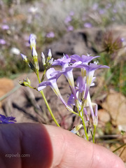 Gilia flavocincta